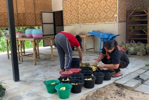 Koh Samui: Ethical Elephant Sanctuary Interactive Tour