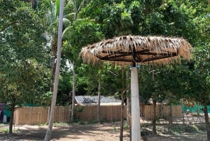 Koh Samui: Ethical Elephant Sanctuary Tour mit Mittagsbuffet