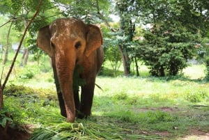 Koh Samui: Etisk rundtur i elefantreservat med buffélunch