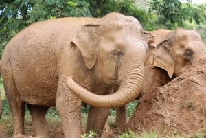 Koh Samui: Etyczna wycieczka do sanktuarium słoni z lunchem w formie bufetu