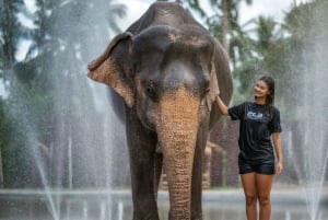 Koh Samui: Füttern und Duschen mit Elefanten - ein exklusives Erlebnis