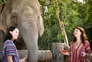 Koh Samui: Füttern und Duschen mit Elefanten - ein exklusives Erlebnis