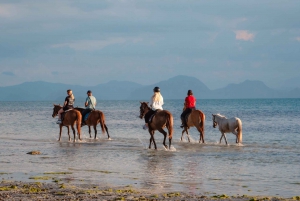 Koh Samui: Guided Horse Riding Tour on the Beach