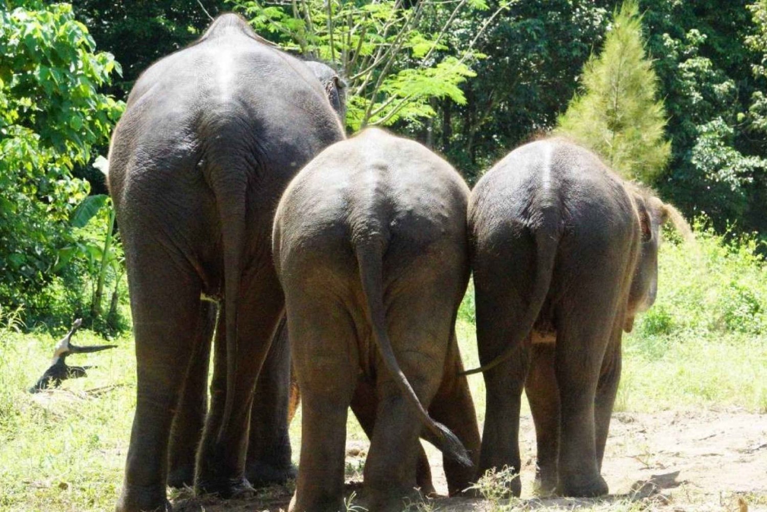 Koh Samui: Pół dnia w etycznym sanktuarium słoni z błotnym spa