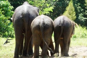 Koh Samui: Half-Day Ethical Elephant Sanctuary with Mud Spa