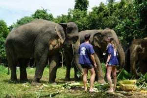 Koh Samui : demi-journée dans un sanctuaire d'éléphants éthique avec spa de boue