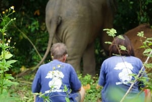 Koh Samui : demi-journée dans un sanctuaire d'éléphants éthique avec spa de boue