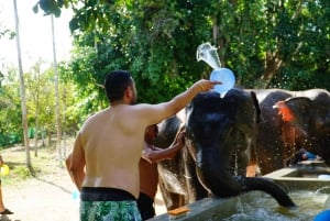 Koh Samui: Puolipäiväinen eettinen elefanttikylpylä ja mutakylpylä