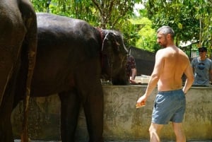 Koh Samui: Halvdags etisk elefantreservat med lera-spa