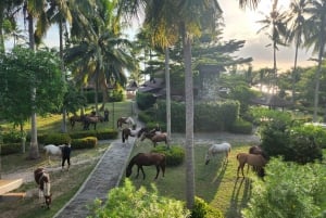 Passeios a cavalo e trilhas na praia em Koh Samui