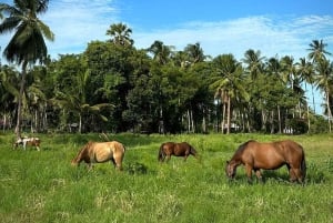 Passeios a cavalo e trilhas na praia em Koh Samui