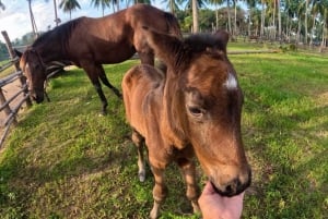 Passeios a cavalo e trilhas na praia em Koh Samui