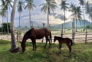 Passeios a cavalo e trilhas na praia em Koh Samui