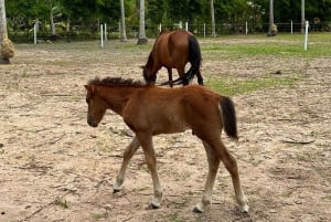 Passeios a cavalo e trilhas na praia em Koh Samui