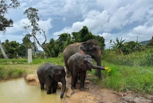 Koh Samui: Jungle Safari Jeep Tour with Elephants Sanctuary
