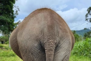 Koh Samui: Jungle Safari Jeep Tour with Elephants Sanctuary