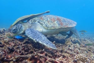 Koh Samui: Ko Tao & Ko Nang Yuan Premium Speedboat Tour