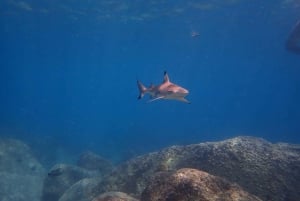 Koh Samui: Ko Tao & Ko Nang Yuan Premium Speedboat Tour