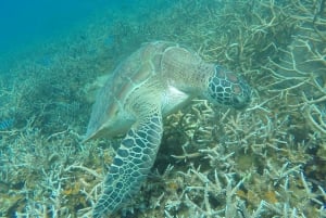 Koh Samui: Ko Tao & Ko Nang Yuan Premium Speedboat Tour