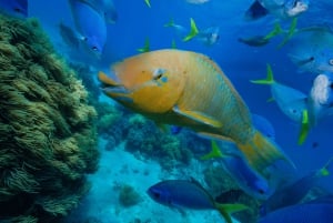 サムイ島：カタマラン船で行くタオ島とナンユアン島シュノーケリングツアー