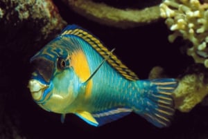 サムイ島：カタマラン船で行くタオ島とナンユアン島シュノーケリングツアー