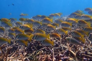 Koh Samui: Koh Tao & Koh Nang Yuan Snorkel Trip with Lunch