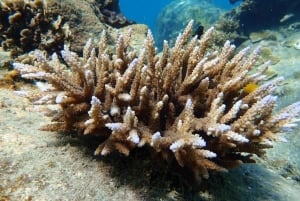 Koh Samui: Koh Tao & Koh Nang Yuan Snorkel Trip with Lunch