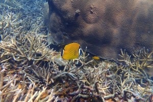 Koh Samui: Koh Tao & Koh Nang Yuan Snorkel Trip with Lunch