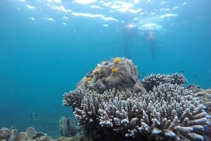 Koh Samui: Koh Tao & Koh Nang Yuan Snorkel Trip with Lunch