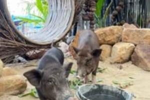 Koh Samui: crucero fotográfico hacia una isla tranquila del sur