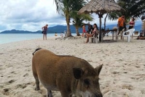 サムイ島：ピッグアイランドへのプライベートロングテールボートとシュノーケリングをご利用ください