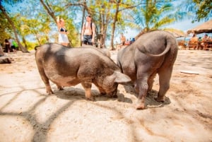 Koh Samui: Pig Island Day Tour by Speedboat