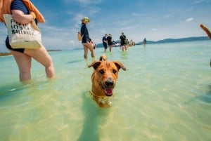 Koh Samui: Pig Island Day Tour by Speedboat