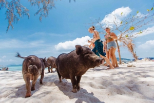 Koh Samui: Pig Island Private Longtail Boat Tour