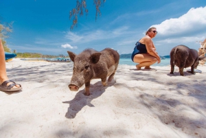 Koh Samui: Pig Island Private Longtail Boat Tour