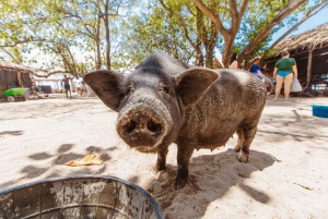 Koh Samui: Pig Island Private Longtail Boat Tour