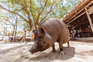 Koh Samui: Pig Island Private Longtail Boat Tour