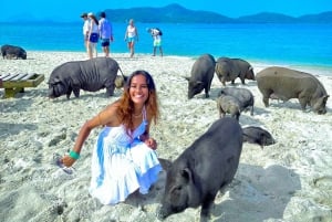 Koh Samui : Tour de l'île aux cochons en bateau rapide avec plongée en apnée