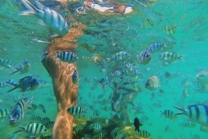 Koh Samui: Excursión a la Isla de los Cerdos en lancha rápida con snorkel