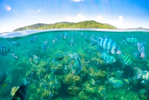 Koh Samui: Excursión a la Isla de los Cerdos en lancha rápida con snorkel