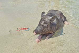 Koh Samui: Pig Island Tour by Speedboat with Snorkeling