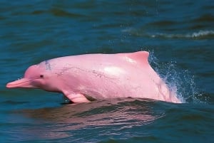 Koh Samui: Dagstur med rosa delfin, griseøya og snorkling