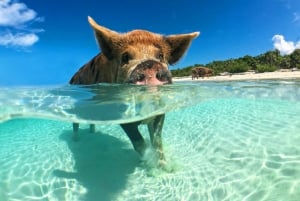 Koh Samui: Dagstur med rosa delfin, griseøya og snorkling