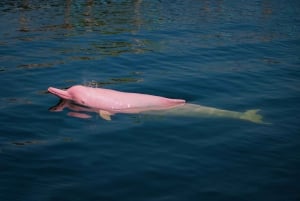 Koh Samui: Dagstur med rosa delfin, griseøya og snorkling