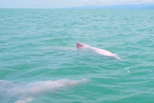 Koh Samui: Dagstur med rosa delfin, griseøya og snorkling