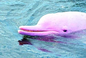 Koh Samui: Dagstur med rosa delfin, griseøya og snorkling