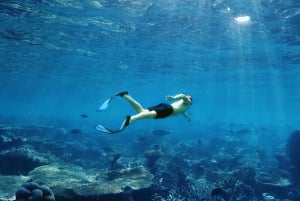 Koh Samui: Dagstur med rosa delfin, griseøya og snorkling