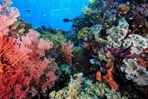 Koh Samui: Dagstur med rosa delfin, griseøya og snorkling