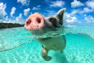 Koh Samui: Dagstur med rosa delfin, griseøya og snorkling