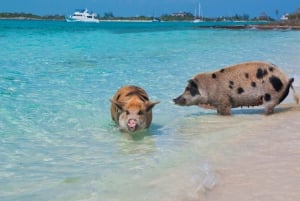 Koh Samui: Dagstur med rosa delfin, griseøya og snorkling